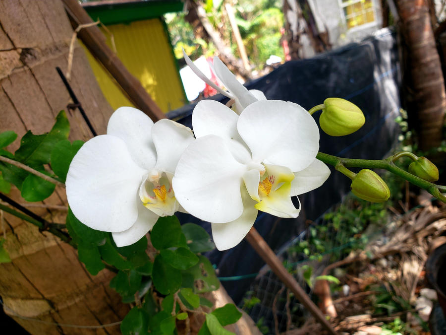 Orchids in Island Yard