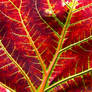 Hot Leaf - AI Upscaled