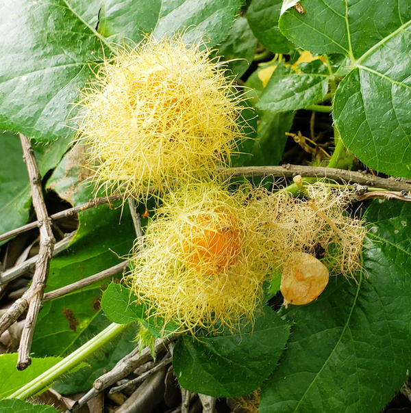 Stinking Passionflower 3