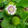 Stinking Passionflower