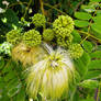 Woman's Tongue Blossoms