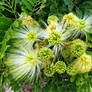 Womans Tongue Blossoms 3