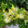 Womans Tongue Blossoms 2