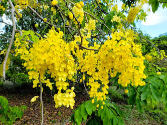 Golden Showers 2254