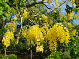 Golden Showers 2255