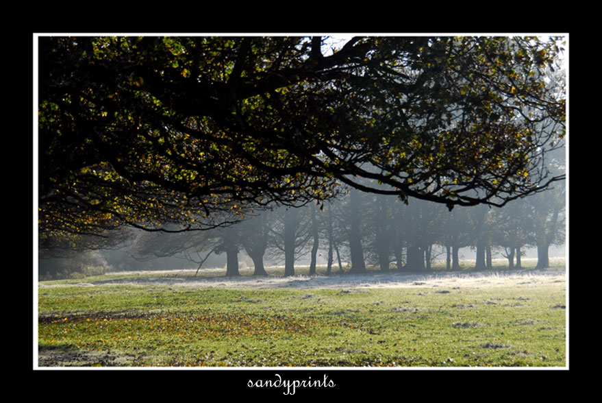 Trees in the mist.