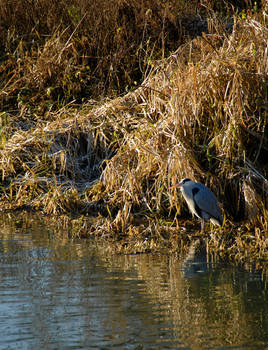 Christmas shoping Heron style