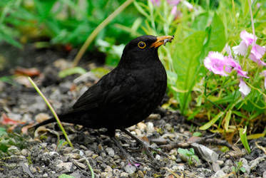 Blackbird.