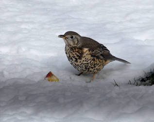 garden visitor.