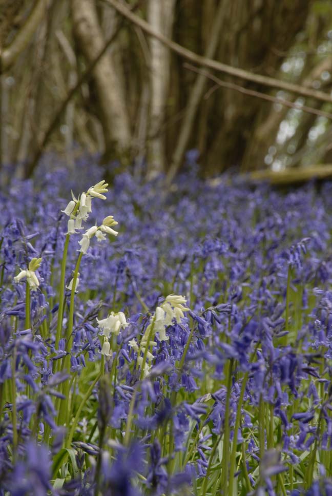 White bells.