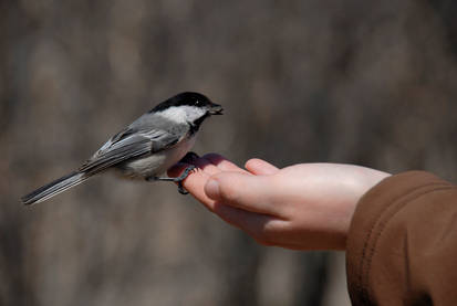 hand feeding