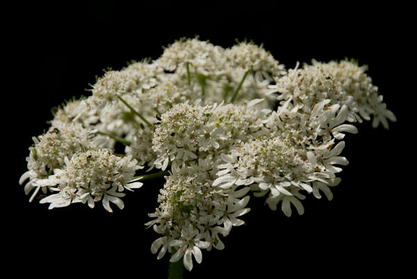 white flower