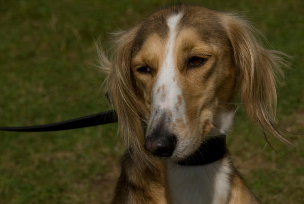 Saluki portrait