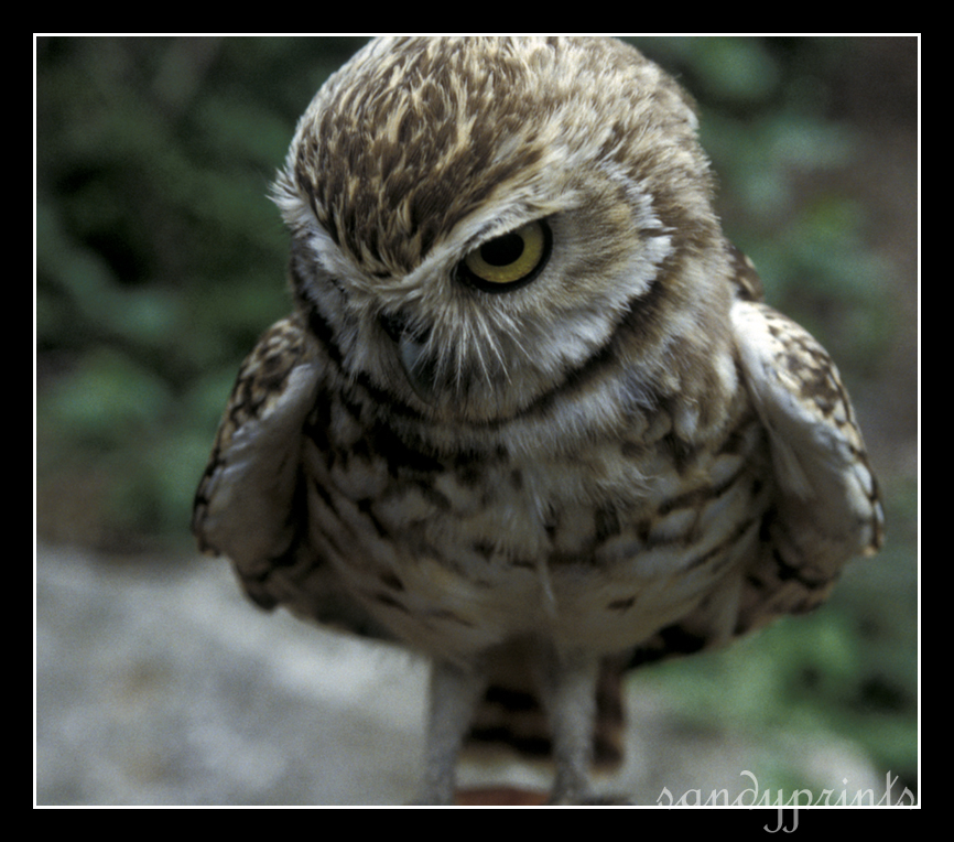 Little Owl