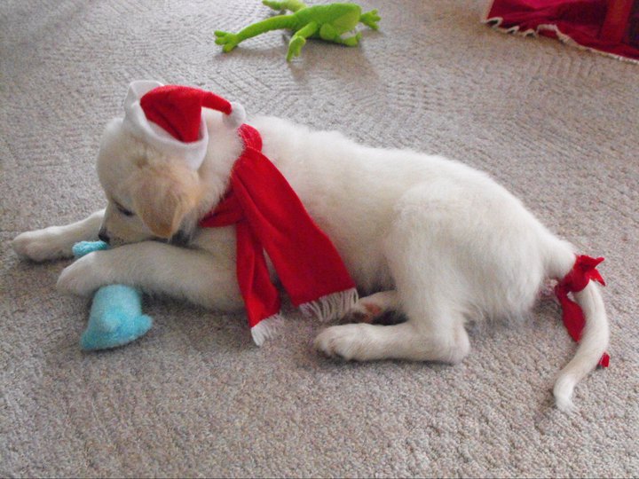 Christmas puppy