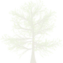 Snow White Pine Tree png