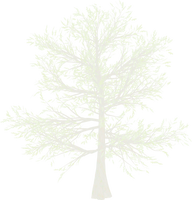 Snow White Pine Tree png