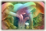 Mushroom Faded Border png