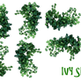 REAL IVY PLANTS PNG