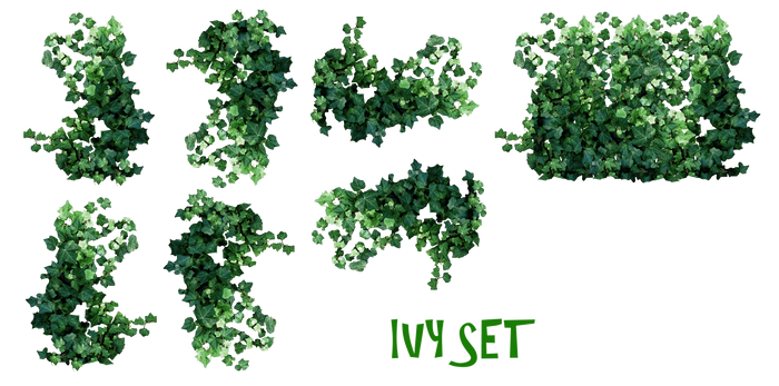 REAL IVY PLANTS PNG