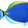 Blue Fish png