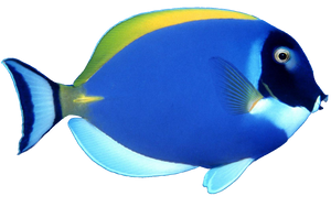 Blue Fish png