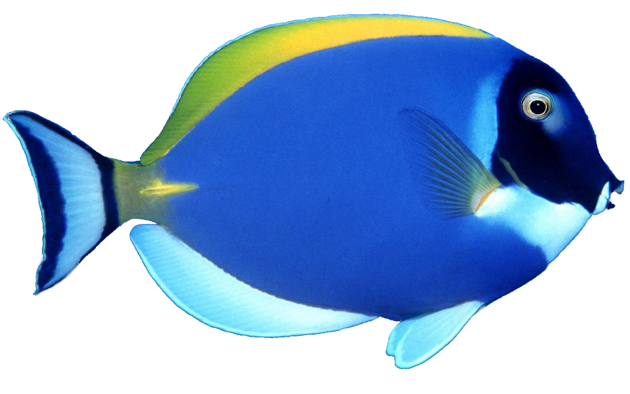 Blue Fish png