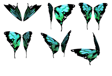 Daz Butterfly Wings 3