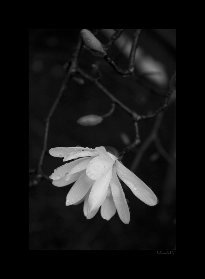 Magnolia II