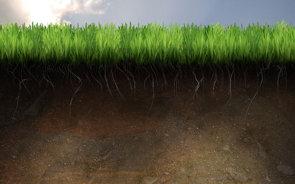 Soil and Grass