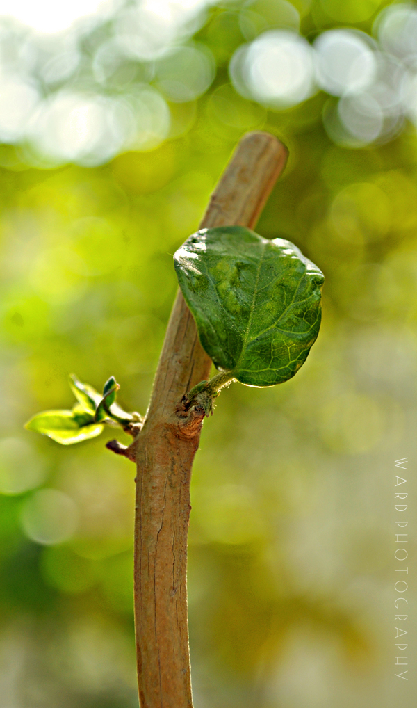 Just Green II