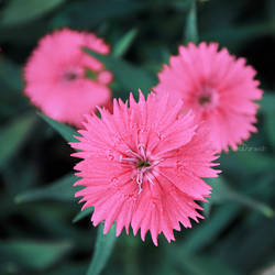 Pink Star