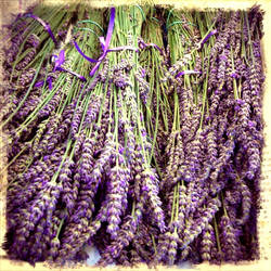 Lavender Bunches