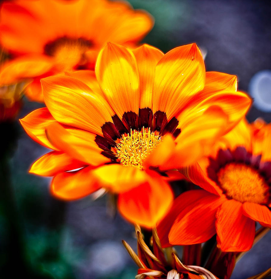 that is beauty Bokeh