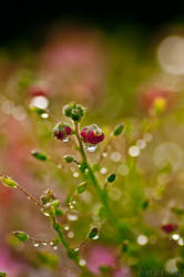 Beauty after rain