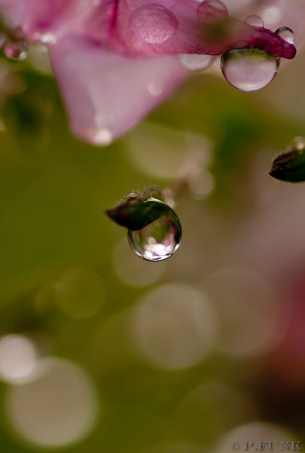 Raindrop on a little flower