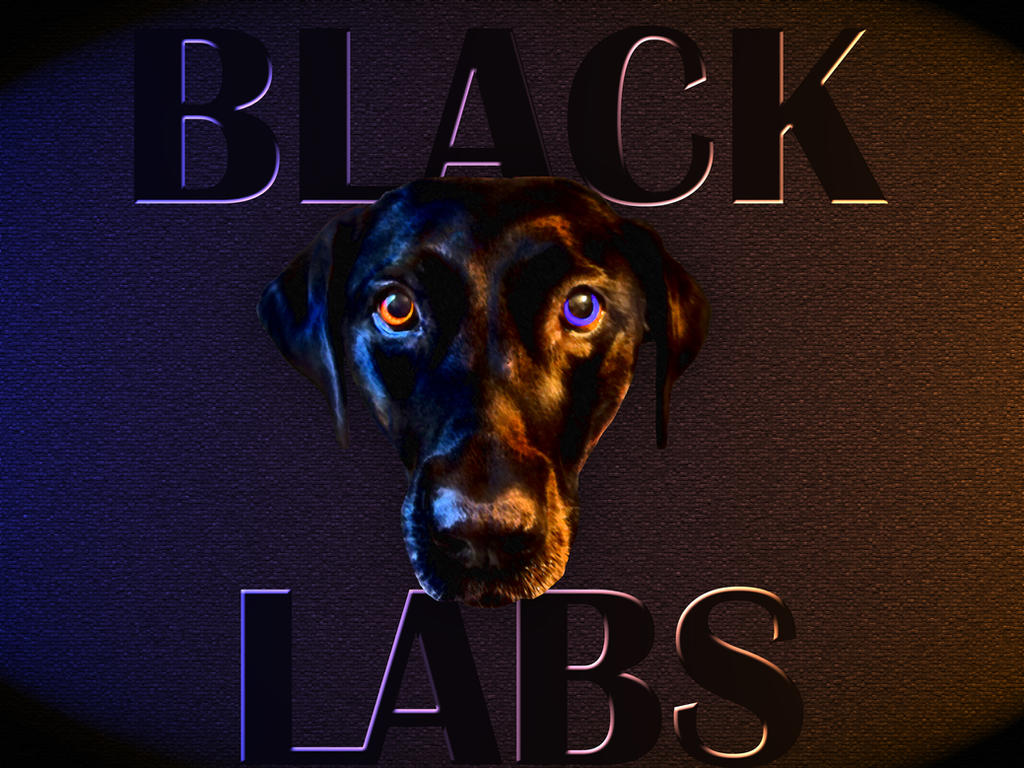 Black Lab Deviantart Black Labs by AwesomemanXD on DeviantArt
