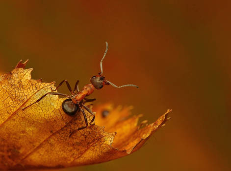 colours of autumn