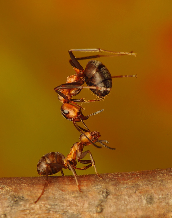 strong ant