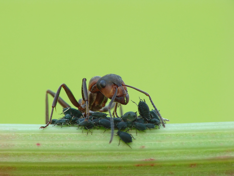 Formica pratensis - Red wood ant