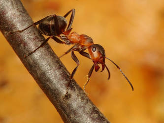 Black-backed Meadow Ant - Formica pratensis