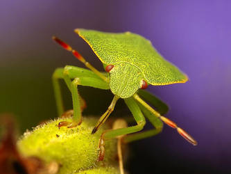 Green Shield Bug - Palomena prasina