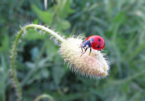 Ladybug Photograph