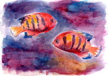 Watercolor Flame Angelfish