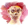 Watercolor Meerkat