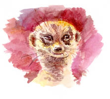 Watercolor Meerkat
