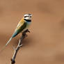 Little Bee Eater - Kenyan bird