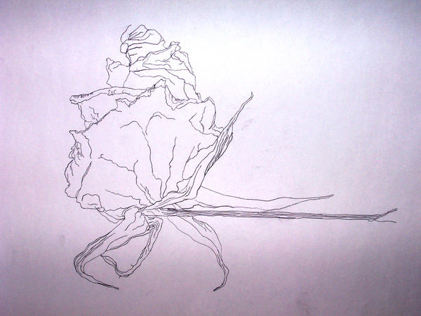 Dried Flower two