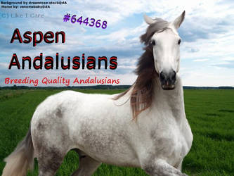 Aspen Andalusians