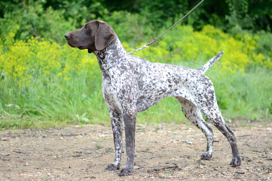german_sh_pointer_682005396_by_neytherm_